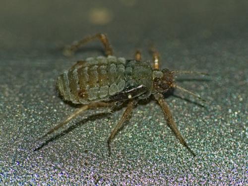 Réf. 320 953 : Cinara sp.